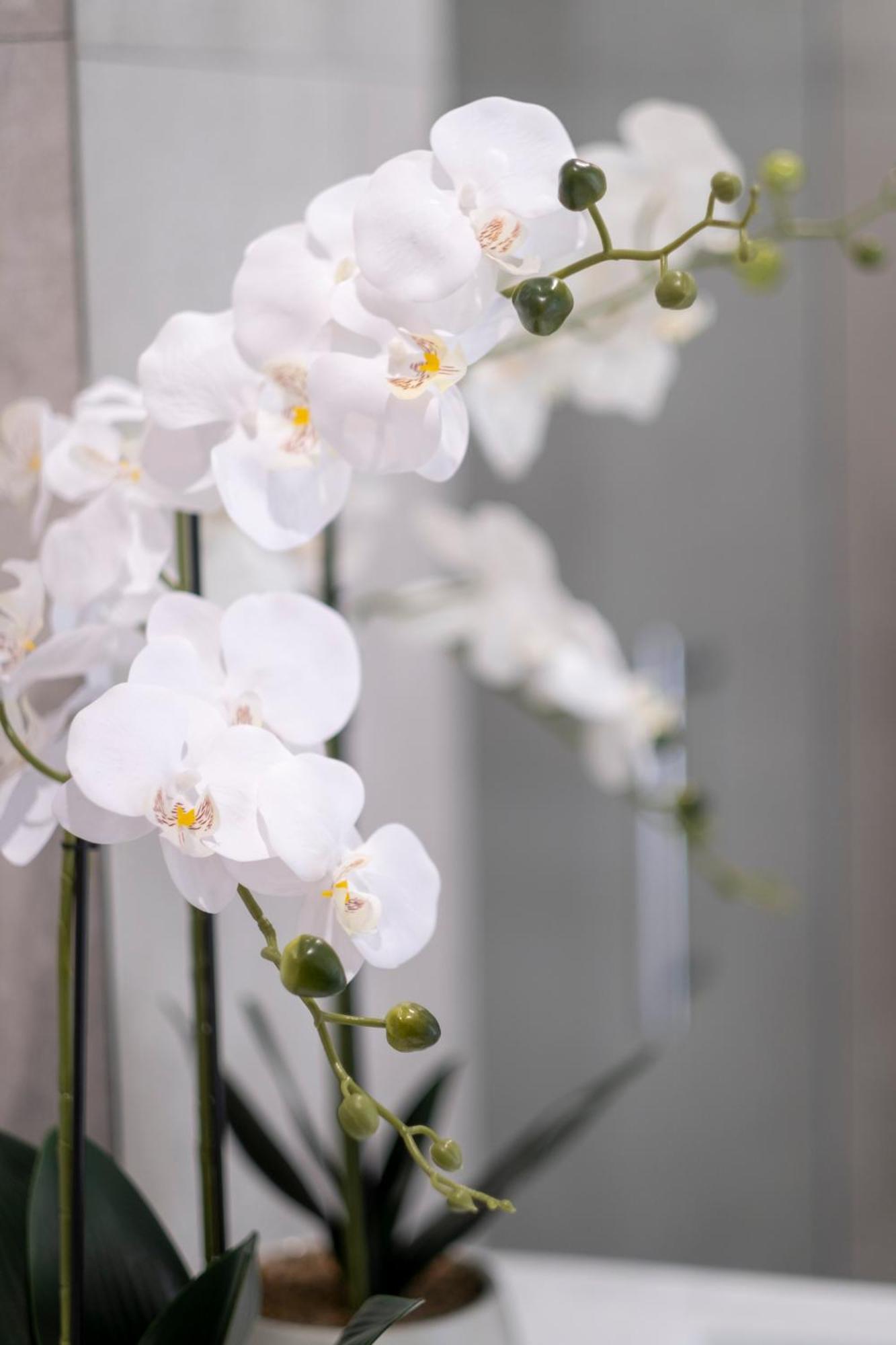Luxury 2 Bed Townhome In Cbd クライストチャーチ エクステリア 写真